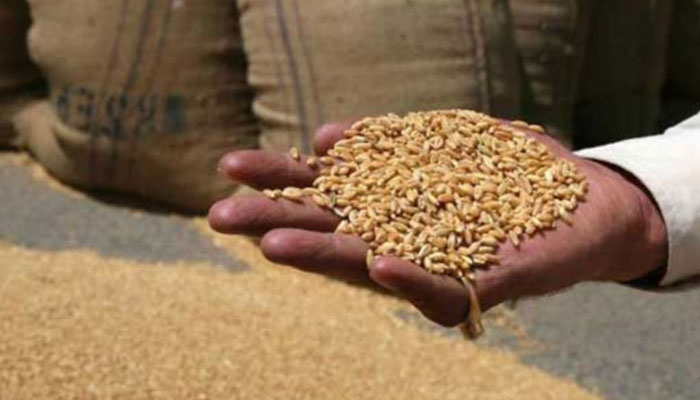 پنجاب کابینہ آج گندم کی امدادی قیمت مقرر کرے گی