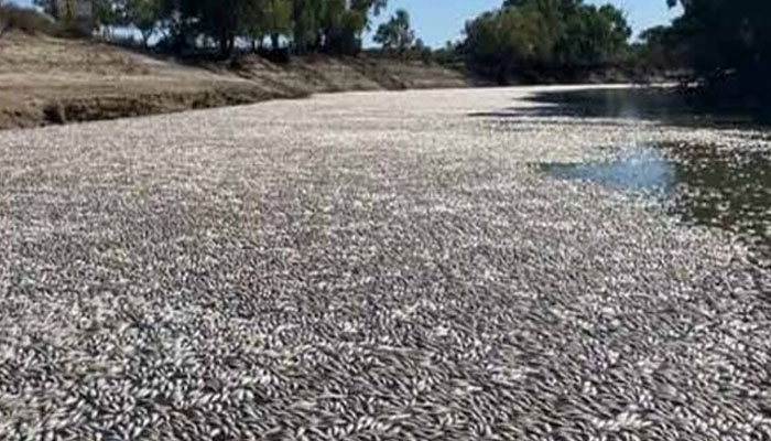 سڈنی: شدید گرمی اور دریا میں  آکسیجن کی کمی، لاکھوں مچھلیاں مرگئیں