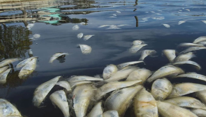 آسٹریلیا کے دریا میں لاکھوں مردہ مچھلیاں پانی کی سطح پر آگئیں