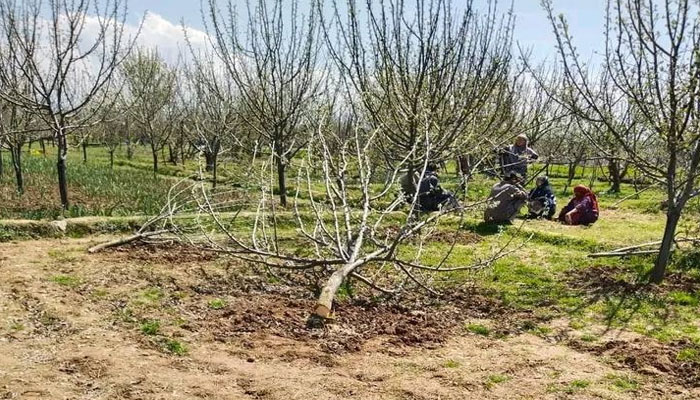 مقبوضہ کشمیر، نامعلوم افراد نے سیب کے درجنوں درخت کاٹ ڈالے