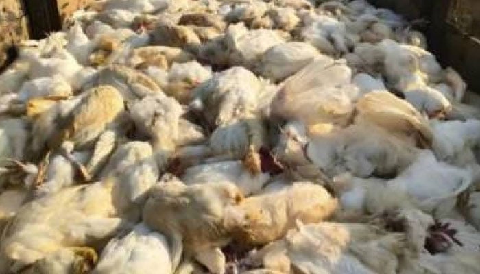 مردہ مرغیوں کی خرید و فروخت میں ملوث 3 ملزمان گرفتار