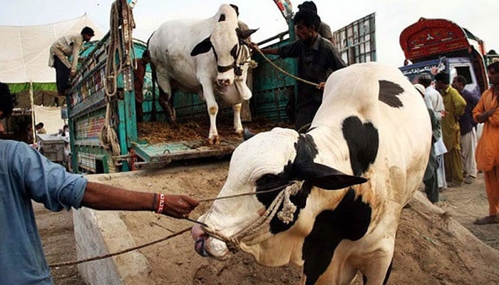 مویشی منڈی، مختلف شہروں سے قربانی کے پچاس ہزار سے زائد جانور پہنچ گئے