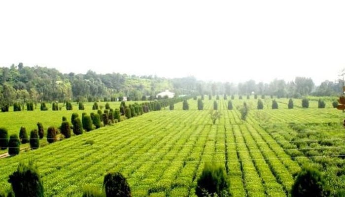 پاکستان چائے کے باغات لگا کر سالانہ 600 ملین ڈالر بچا سکتا ہے، مقررین