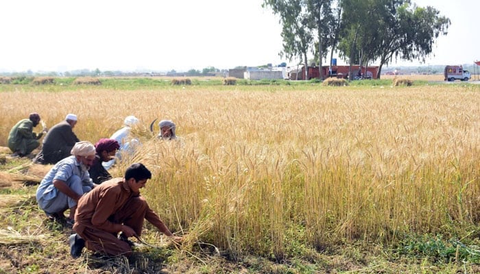 گندم کی سرکاری خریداری شروع نہ ہونے سے کسان پریشان