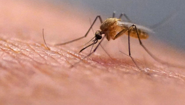 گرمی کے باعث دنیا کی نصف آبادی کو مچھروں سے پھیلنے والی بیماریوں سے خطرہ