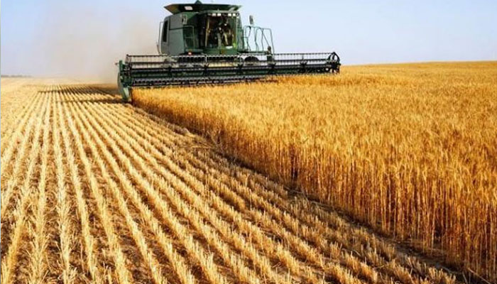 پنجاب حکومت کا گندم کے کاشتکاروں کو سبسڈی دینے کی تجویز پر غور