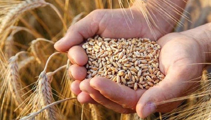 کاشتکاروں کے لیے گندم کی امدادی قیمت جاری رہنی چاہیے، صدر ایف پی سی سی آئی