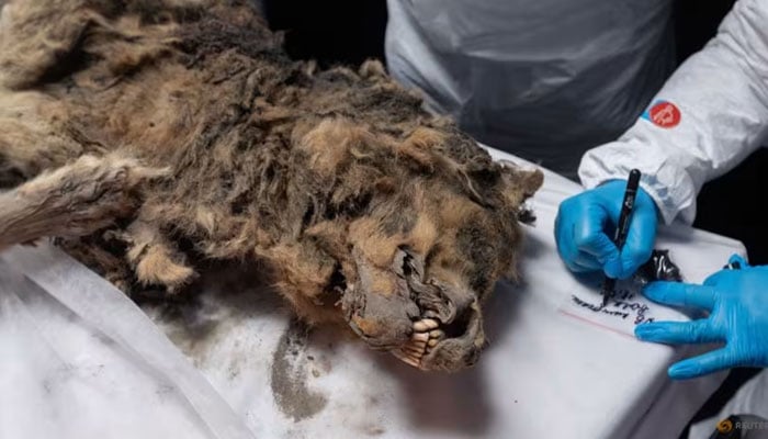 روسی سائنس دان تقریباً 44 ہزار سال سے زیر سطحی منجمد زمین میں جمے ہوئے بھیڑیے کا پوسٹ مارٹم کرینگے