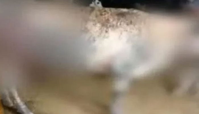 سرگودھا: مخالفین نے 6 بھینسوں کو آگ لگادی، ایک ہلاک، 5 بچ گئیں، ملزم گرفتار