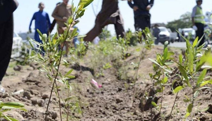 گلبرگ ٹاؤن میں شجرکاری مہم کا آغاز، 50 ہزار پودے لگائے جائیں گے