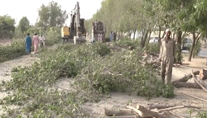 ریڈ لائن منصوبہ، معاہدے میں درخت کاٹنے کی بات کیوں ہے، ہائیکورٹ