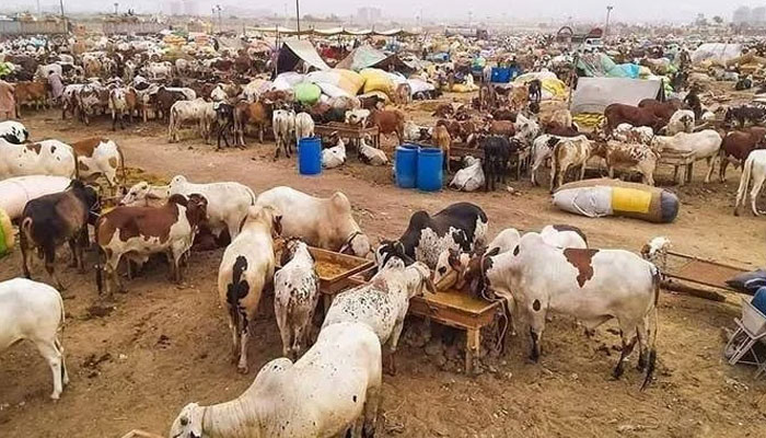 عیدالاضحیٰ، کراچی میں 9 مویشی منڈیوں کی نیلامی مکمل، جلد فعال ہوں گی