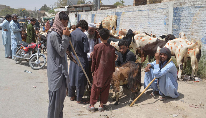 شہر میں جگہ جگہ لگنے والی مویشی منڈیوں کیخلاف کارروائی کی ہدایت