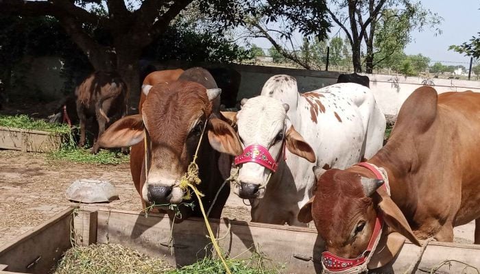 ملزمان لاکھوں روپے مالیت کے 3 مویشی لیاقت آباد سے چھین کر فرار