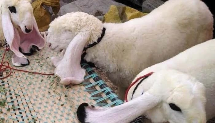 شاہ فیصل کالونی میں چور گھر کے باہر سے قربانی کا جانور لے اڑے