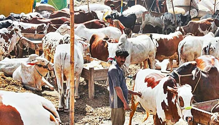 غیر قانونی مویشی منڈیوں سے متعلق کمشنر کراچی کے احکامات ہوا میں اڑا دئیے گئے