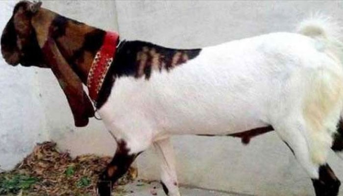 کراچی، گھروں میں جانوروں کے پالنے کے رجحان میں اضافہ