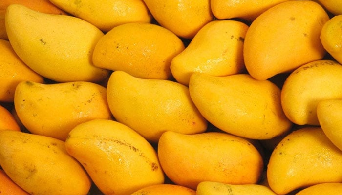 بنگلہ دیش کی بھارت سے سفارتی تلخی کو مینگو ڈپلومیسی کی مٹھاس سے کم کرنے کی کوشش
