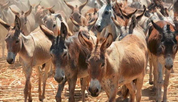 کس صوبے میں کتنے گدھے؟ تفصیلات سامنے آگئیں