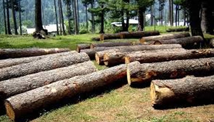 خیبر پختونخوا، ایک ارب 70 کروڑ کی غیرقانونی لکڑی کی کٹائی بے نقاب، 140 اہلکار ملوث