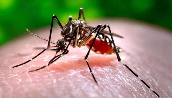 اسلام آباد میں ڈینگی نے ایک نوجوان کی جان لے لی؛ 24 گھنٹوں میں 32 متاثر