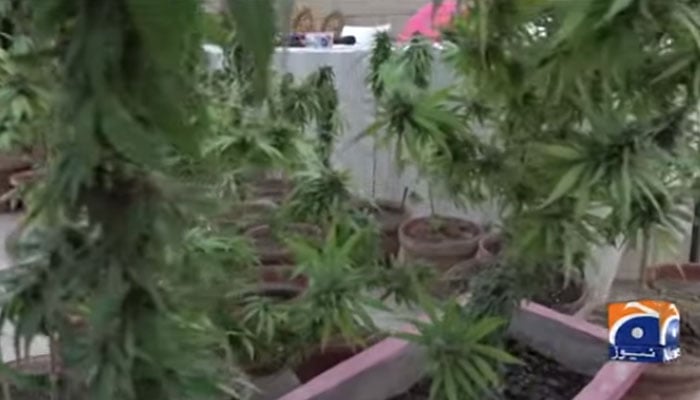 نیا ناظم آباد، گھر سے ویڈ کے 45 پودے، 42 گرام تیار ویڈ اور بیج برآمد