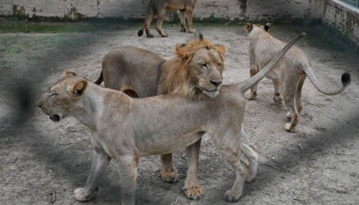 پنجاب میں 580 شیر چیتے نجی تحویل میں، 104 صرف راولپنڈی میں رجسٹرڈ