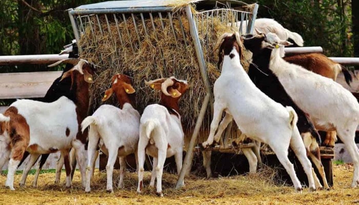 مسلح ڈاکو فارم کے عملے کو یرغمال بنا کر 46 بکرے اور بکریاں لے اڑے