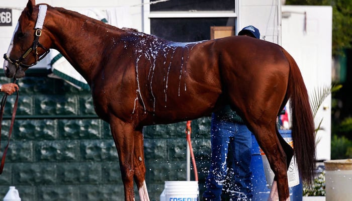 راجستھان، پوشکر میلے میں 55 کروڑ کا گھوڑا اور 80 کروڑ کی بھینس توجہ کا مرکز