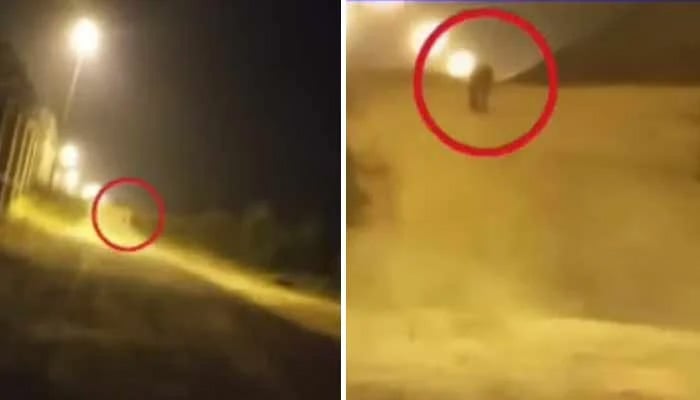 اسلام آباد ایئرپورٹ کارگو ایریا کے قریب تیندوا نکل آیا