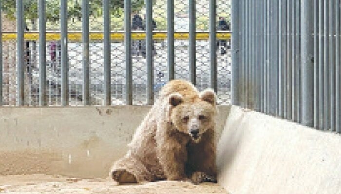 کراچی چڑیا گھر، رانو ریچھ کے جسم پر تین زخموں میں کیڑوں کی تصدیق