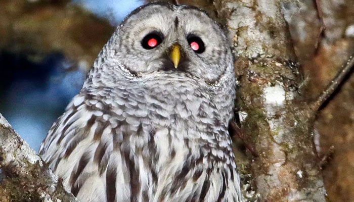 امریکا میں 5 لاکھ الوؤں کو مارنے کا منصوبہ، تنقید کے باوجود جاری