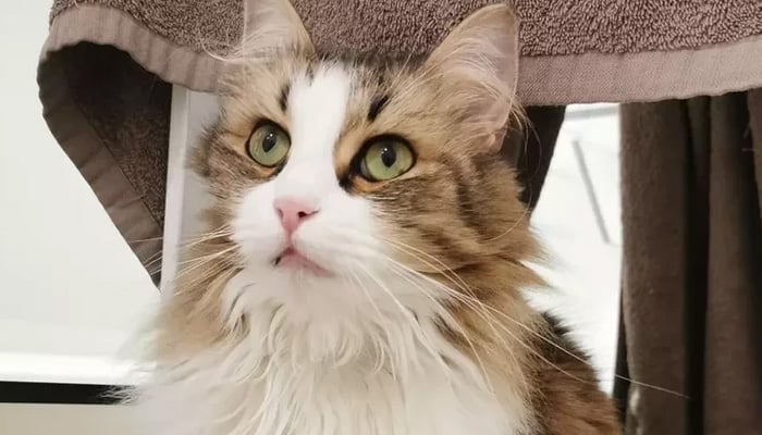 فرانس کی ایک عدالت نے بلی کے مالک کو 1250 یورو جرمانہ کردیا