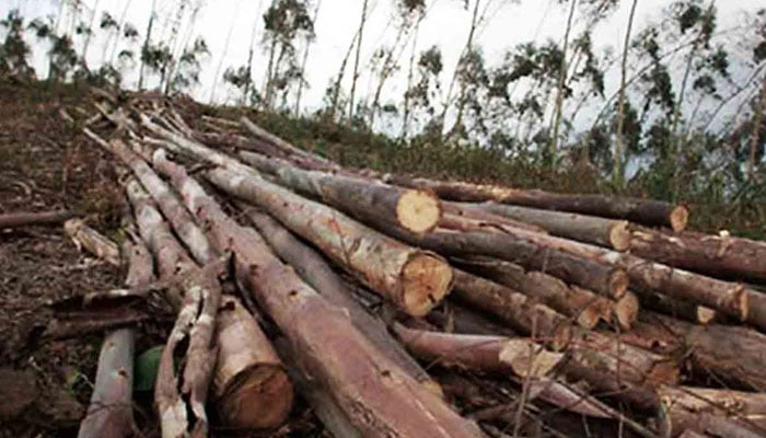 سکھر، فضائی آلودگی روکنے کیلئے حکومتی اقدامات کاغذوں تک محدود، درختوں کی کٹائی نہ رک سکی