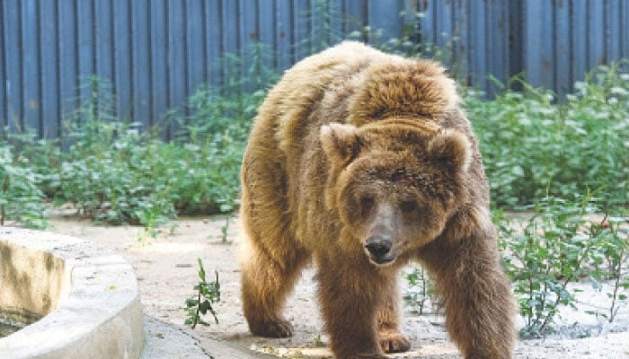 رانو ریچھ کو کراچی سے بذریعہ طیارہ اسلام آباد آج منتقل کیا جائے گا