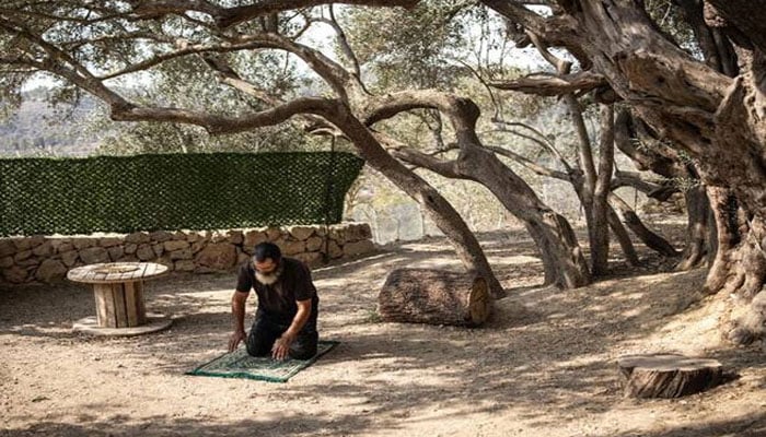 قدیم زیتون کا درخت فلسطینی ثابت قدمی کی علامت بن گیا