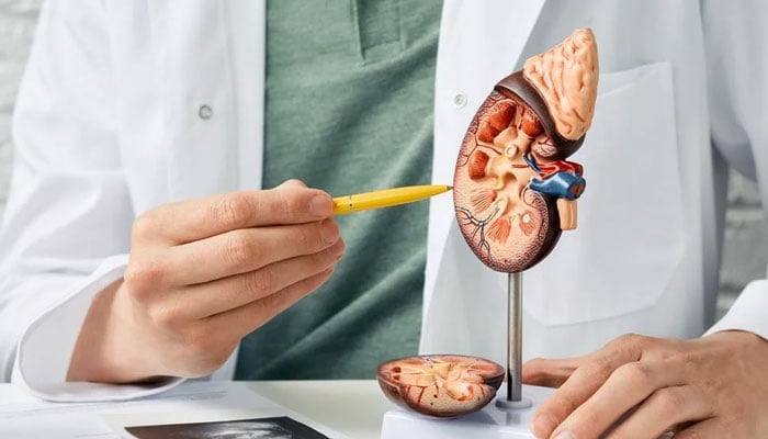 دنیا بھر میں گردوں کی بیماری کا شکار افراد کی تعداد میں ریکارڈ اضافہ