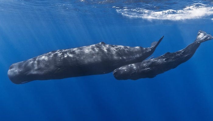 مصنوعی ذہانت، سائنسدانوں نے وہیل مچھلیوں کی زبان کو ڈی کوڈ کرلیا