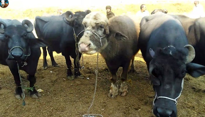 بھینس کالونی میں باڑے کی چھت گرنے سے 15 بھینسیں ہلاک