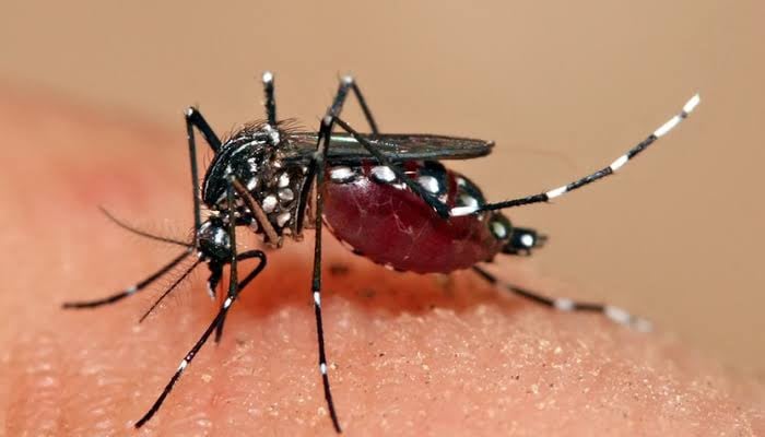 سندھ میں ڈینگی سے ایک ہلاکت 173کیسز رپورٹ