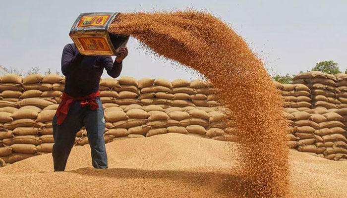 سندھ بھر میں گندم کی خریداری میں خورد برد کا انکشاف