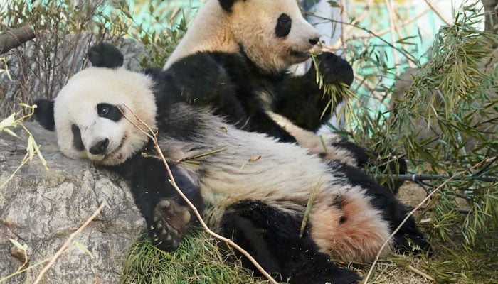 تعلقات میں کشیدگی، جاپان کے آخری پانڈے چین واپس روانہ ہونگے