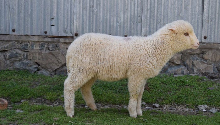 بھارت کی پہلی جین ایڈیٹڈ بھیڑ ایک سال کی ہوگئی
