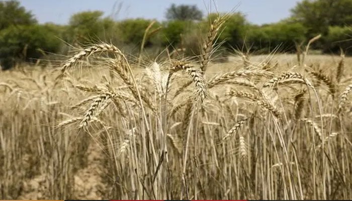 ابتدائی بوائی اور وافر ذخائر، پاکستان میں گندم کی صورتحال مستحکم