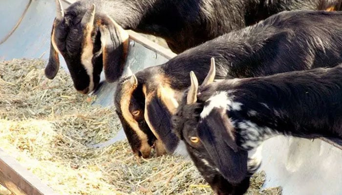 نوابشاہ‘ قاضی احمد ٹول پلازہ پر ٹرالر اُلٹ گیا‘ 300 بکریاں ہلاک