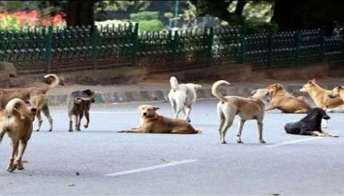 کراچی، 5 روز میں آوارہ کتوں نے 300 افراد کو کاٹ لیا، شہریوں میں خوف