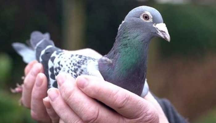بھارت نے ایل او سی پر ’جاسوسی‘ کے الزام میں کبوتر پکڑ لیا