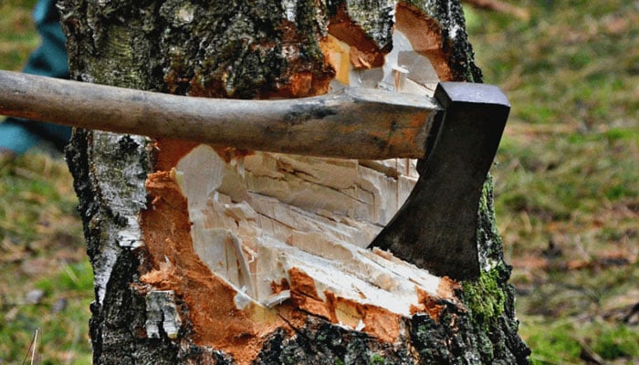 در ختوں کی کٹائی کا معاملہ قومی اسمبلی میں پہنچ گیا، ارکان کی در ختوں کی کٹائی پر شدید تنقید