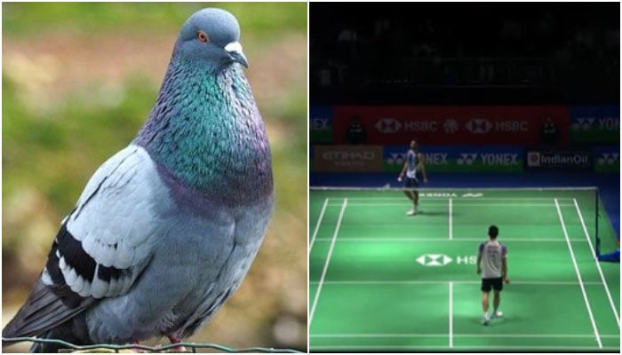 انڈین بیڈمنٹن کے ناقص انتظامات: پرندوں کی بیٹ، بندر کی انٹری