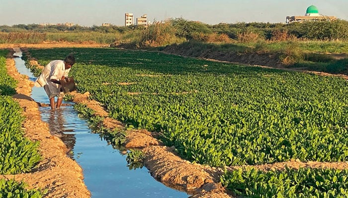 دریائے سندھ کے خشک حصوں پر کھیتی باڑی شروع